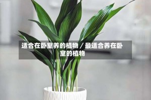 适合在卧室养的植物／最适合养在卧室的植物