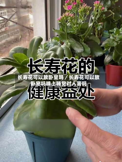 长寿花可以放卧室吗／长寿花可以放卧室吗晚上睡觉对人害吗-第3张图片