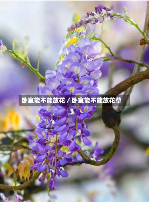 卧室能不能放花／卧室能不能放花草-第1张图片