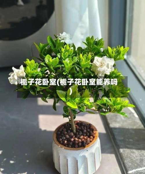 栀子花卧室(栀子花卧室能养吗)-第2张图片