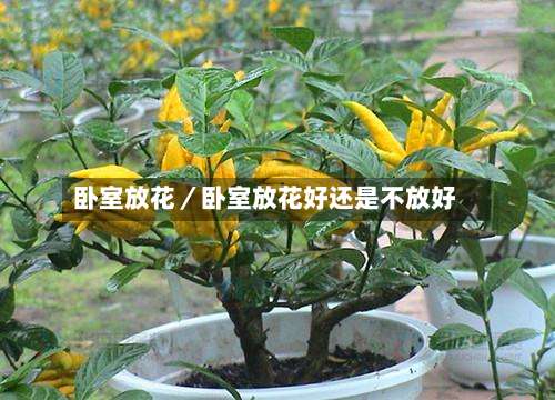 卧室放花／卧室放花好还是不放好-第1张图片