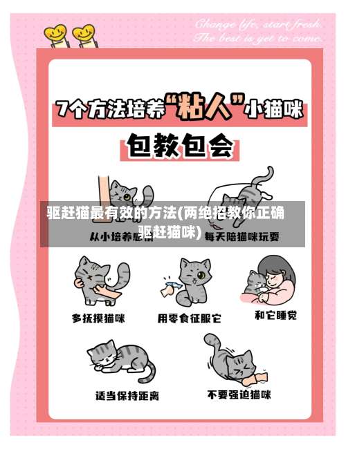 驱赶猫最有效的方法(两绝招教你正确驱赶猫咪)-第3张图片