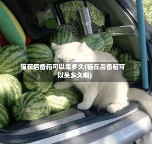 猫在后备箱可以呆多久(猫在后备箱可以呆多久啊)-第2张图片