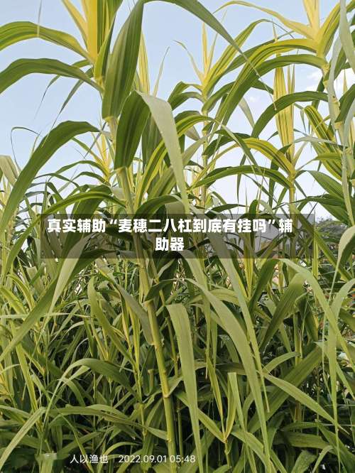 真实辅助“麦穗二八杠到底有挂吗	”辅助器-第1张图片
