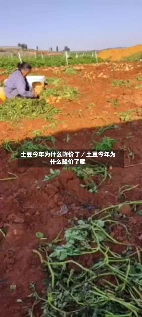 土豆今年为什么降价了／土豆今年为什么降价了呢-第1张图片