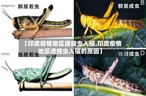 【印度疫情地区遭蝗虫入侵,印度疫情地区遭蝗虫入侵的原因】-第2张图片